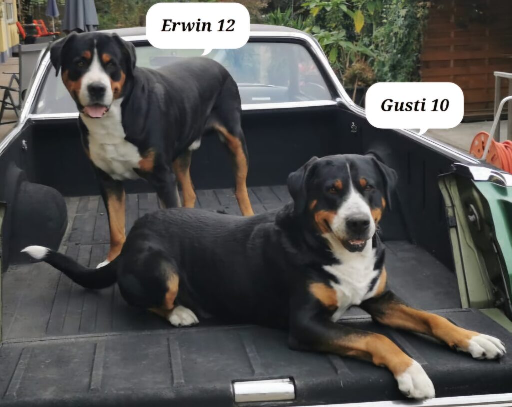 Meine Hunde