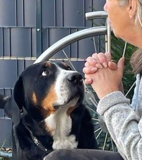 körpersprachliche-Hundekommunikation